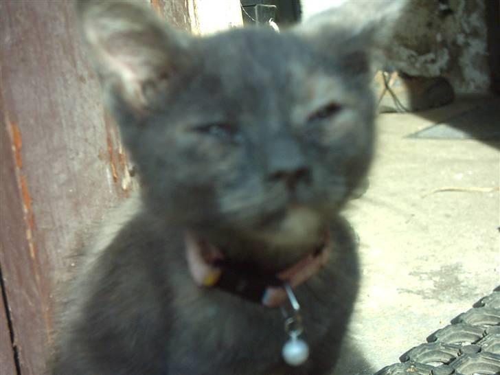 Huskat Cirkeline  billede 2