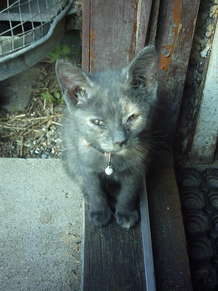 Huskat Cirkeline  billede 3