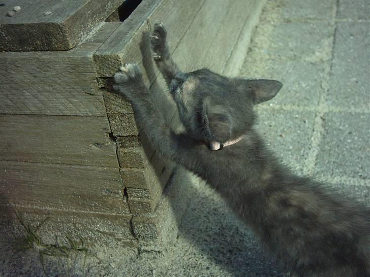 Huskat Cirkeline  billede 4