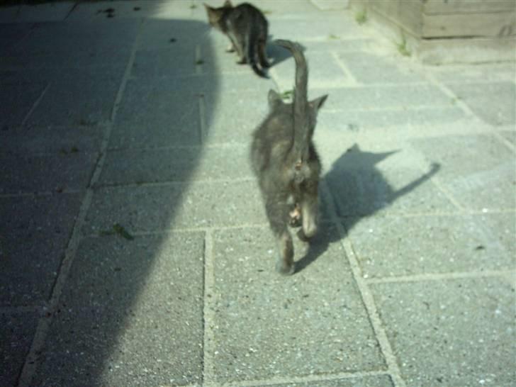 Huskat Cirkeline  billede 5