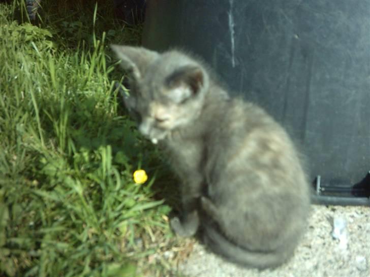 Huskat Cirkeline  billede 6