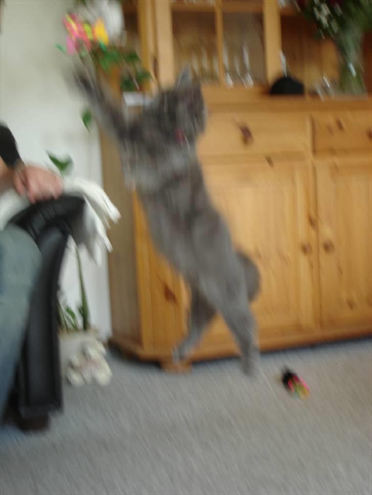 Maine Coon Kiki "SOLGT" - 15 uger billede 17