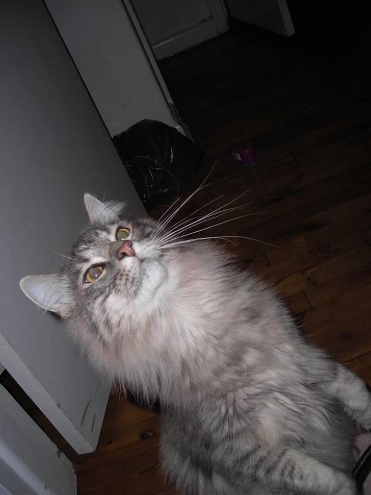 Norsk Skovkat Balou - Tigger om en godbid, rigtig pænt, sidder på bagpoter. Dygtig mis :0) billede 18