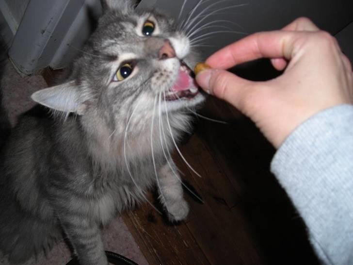 Norsk Skovkat Balou - Og her går han til "angreb", nu var det nok at sidde pænt og tigge, nej NU er det fodrings tid hehe billede 19