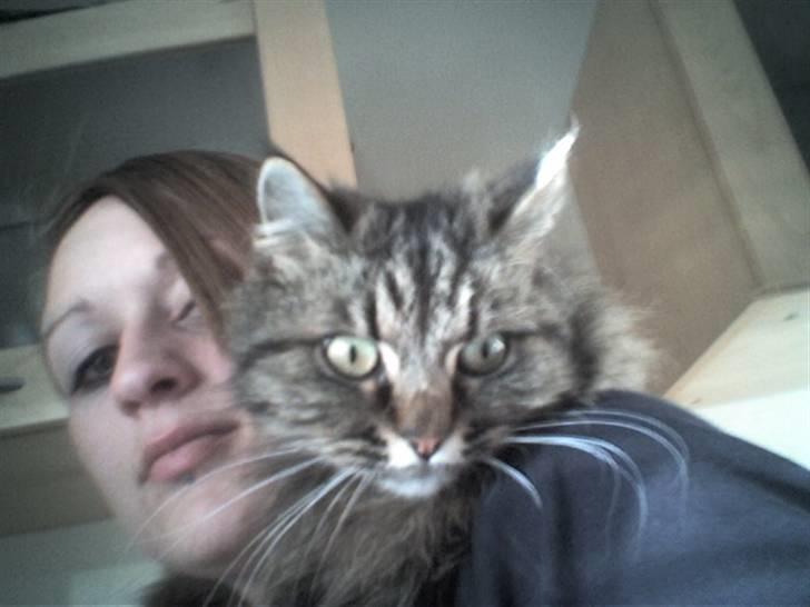 Huskat Victoria billede 2