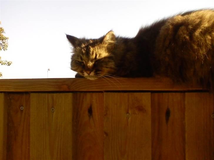 Huskat Victoria billede 4