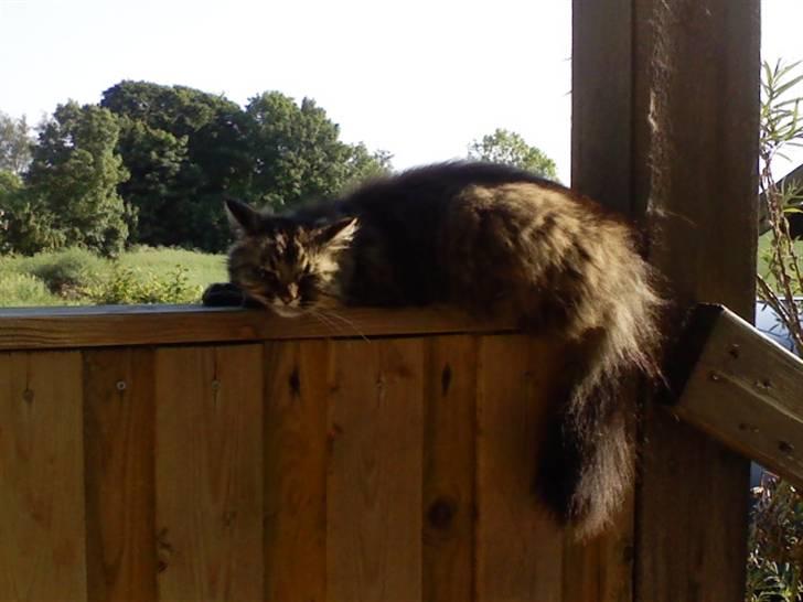 Huskat Victoria billede 5