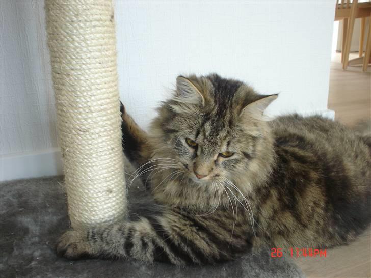 Blanding af racer Gucci billede 15