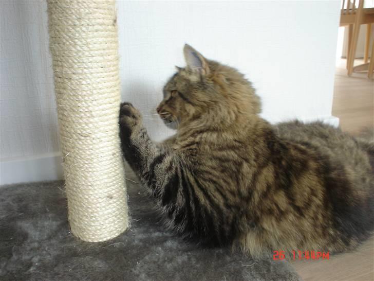 Blanding af racer Gucci billede 17