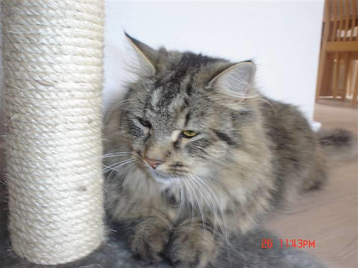 Blanding af racer Gucci billede 18