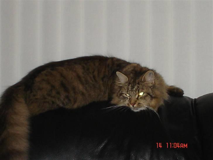 Blanding af racer Gucci billede 19