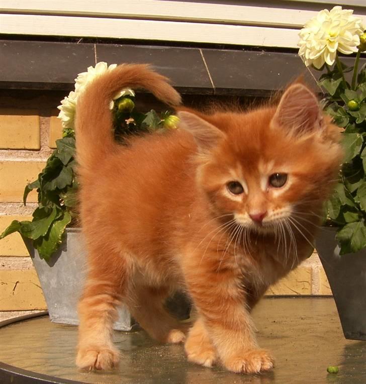 Maine Coon DK Kija Coon Aiko billede 1