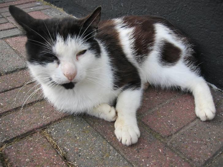 Blanding af racer Spice - Må man nu ikke doven billede 10