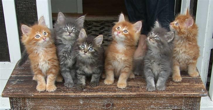 Maine Coon DK Kija Coon Aiko billede 2