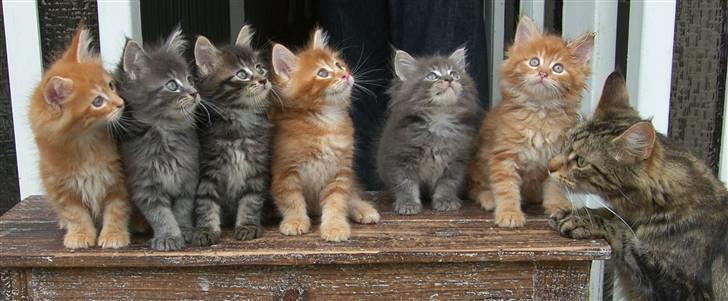 Maine Coon DK Kija Coon Aiko billede 3