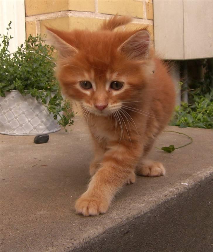 Maine Coon DK Kija Coon Aiko billede 4