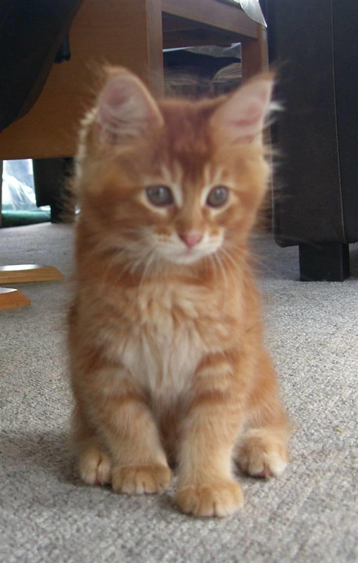 Maine Coon DK Kija Coon Aiko billede 5