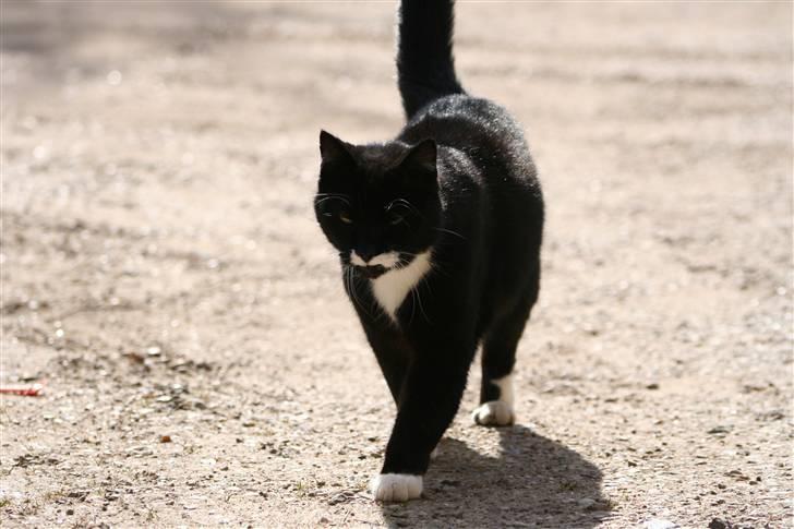 Blanding af racer Sylle *RIP* billede 4