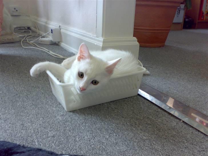 Blanding af racer snowie billede 1