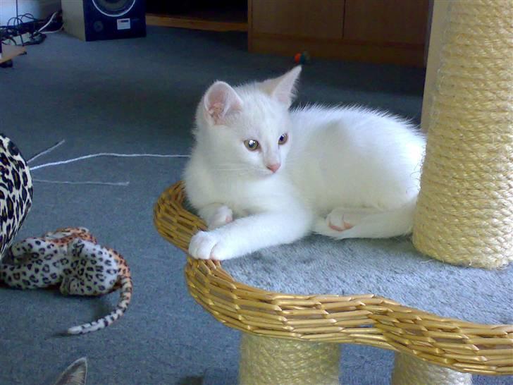 Blanding af racer snowie billede 2