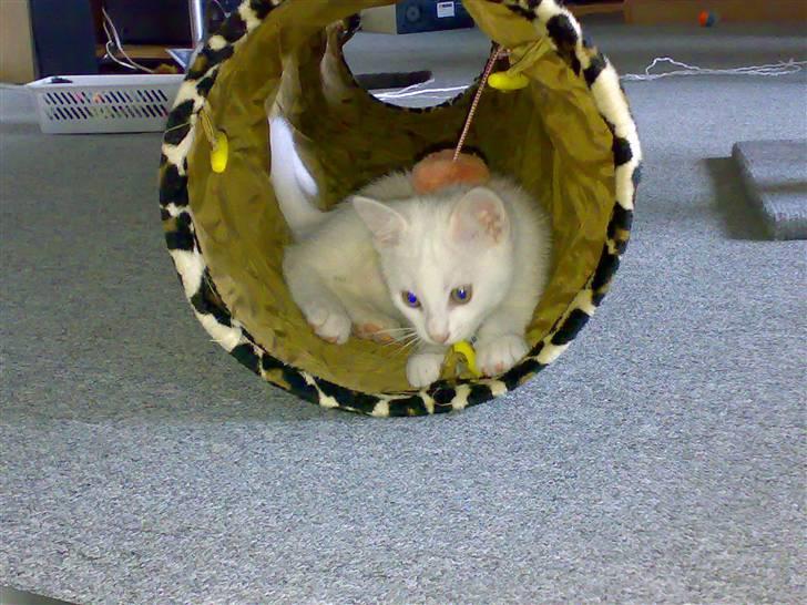 Blanding af racer snowie billede 3