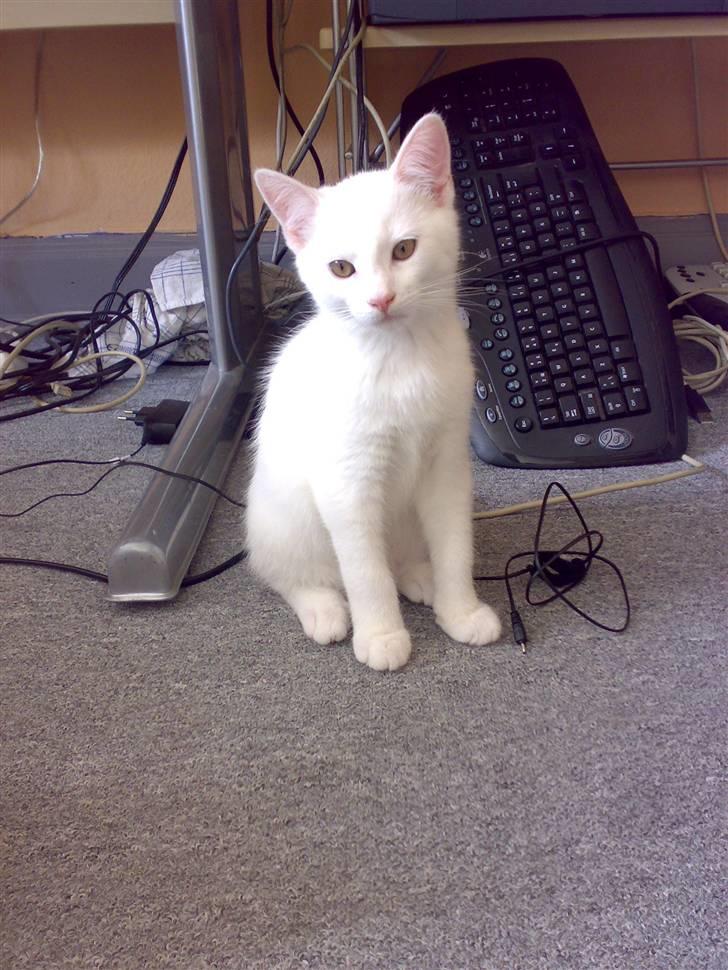 Blanding af racer snowie billede 4