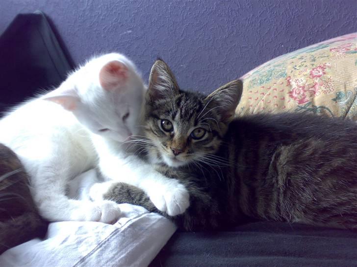 Blanding af racer snowie - snowie og han¨s bror tiger  billede 5