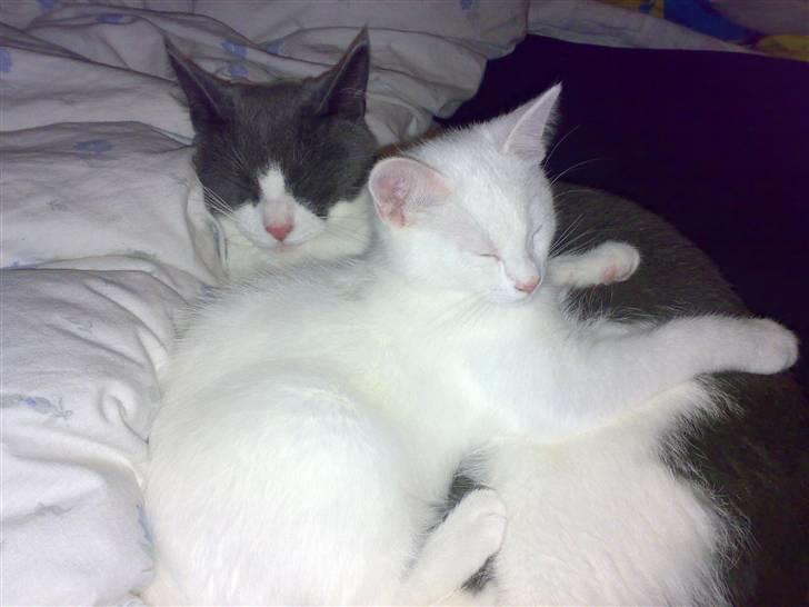 Blanding af racer snowie - snowie og smylie billede 6