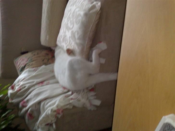 Blanding af racer snowie - gemmer mig GG billede 7