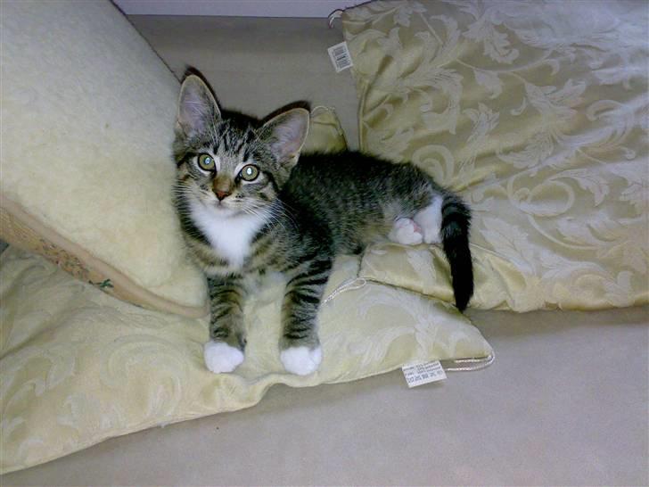 Blanding af racer tiger billede 1