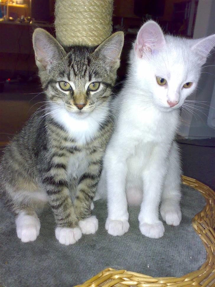 Blanding af racer tiger billede 2