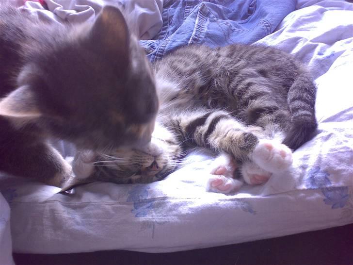 Blanding af racer tiger billede 3