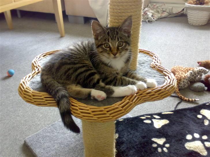 Blanding af racer tiger billede 4