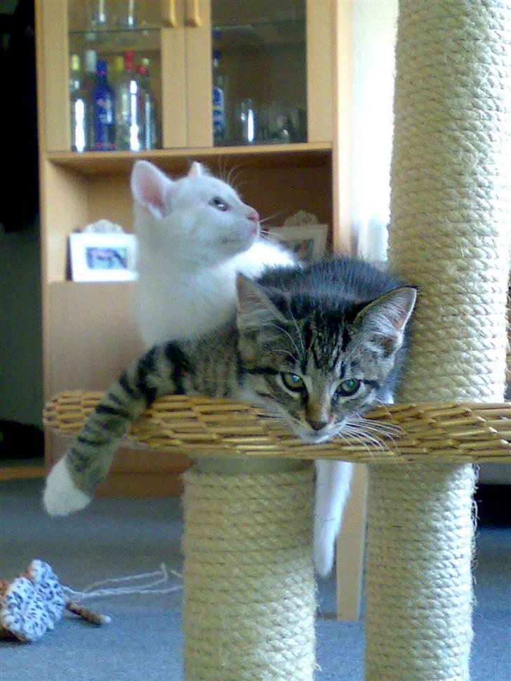 Blanding af racer tiger billede 5