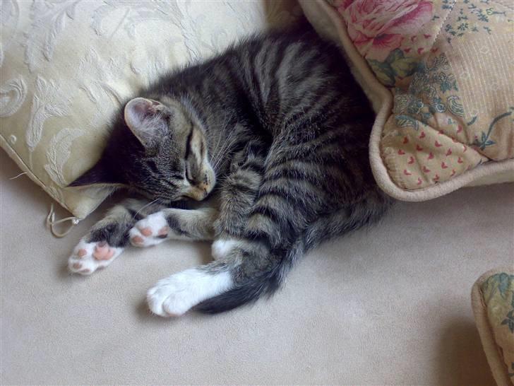 Blanding af racer tiger billede 6