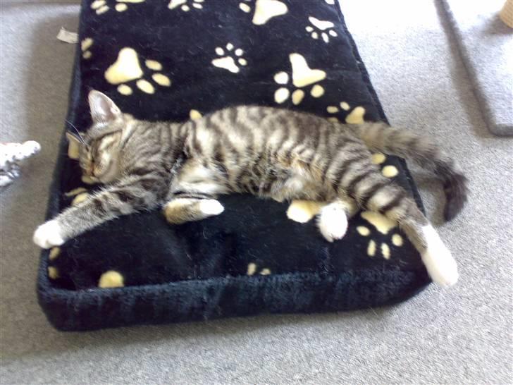 Blanding af racer tiger billede 7