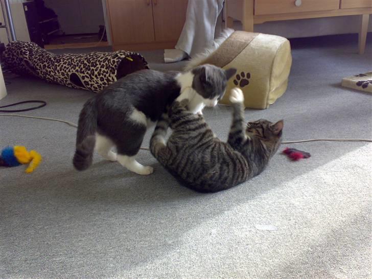 Blanding af racer tiger billede 8