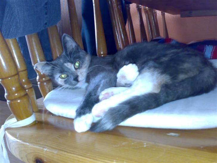 Blanding af racer Smilla billede 12