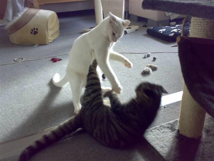 Blanding af racer snowie billede 8