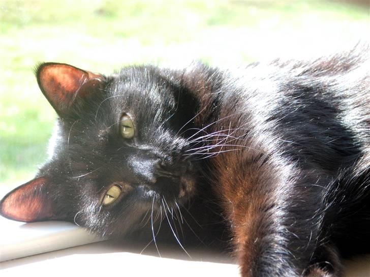 Huskat Felix - Nyder livet i vindueskarmen billede 1