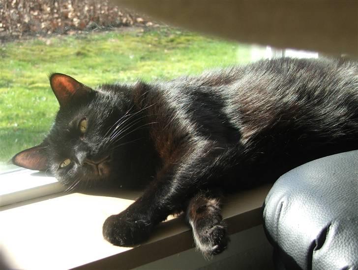 Huskat Felix - Dejligt med lidt sol billede 2