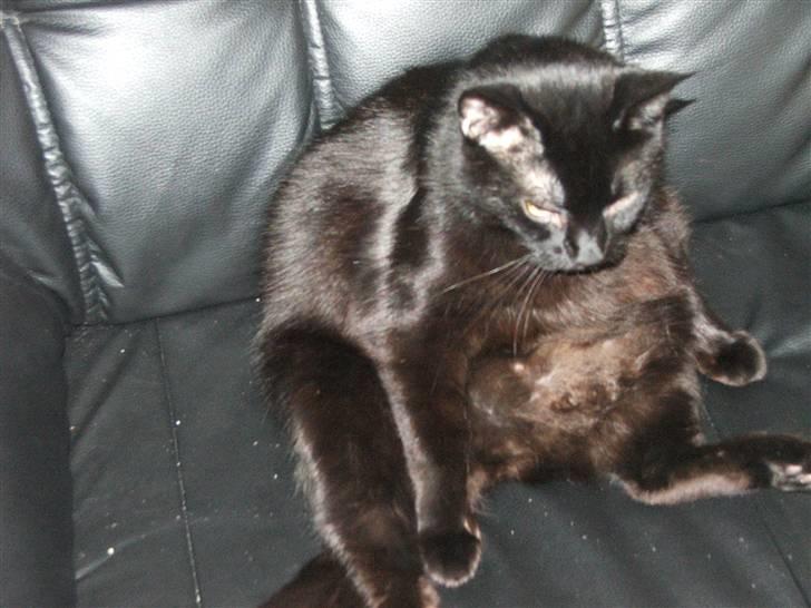 Huskat Felix - Vasker sin tykke mave, heldigvis er han ikke så overvægtig længere billede 3