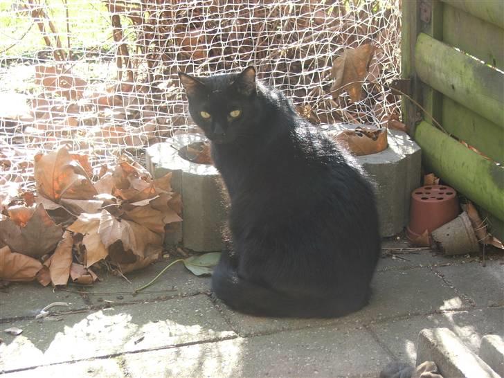 Huskat Felix - Hygge i forårssolen i haven billede 4