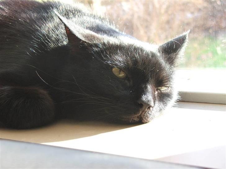 Huskat Felix - Sover, igen billede 5