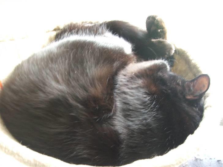 Huskat Felix - Felix elsker sit kæmpe kattetræ, men det bliver brugt mere til at sove end til leg billede 6