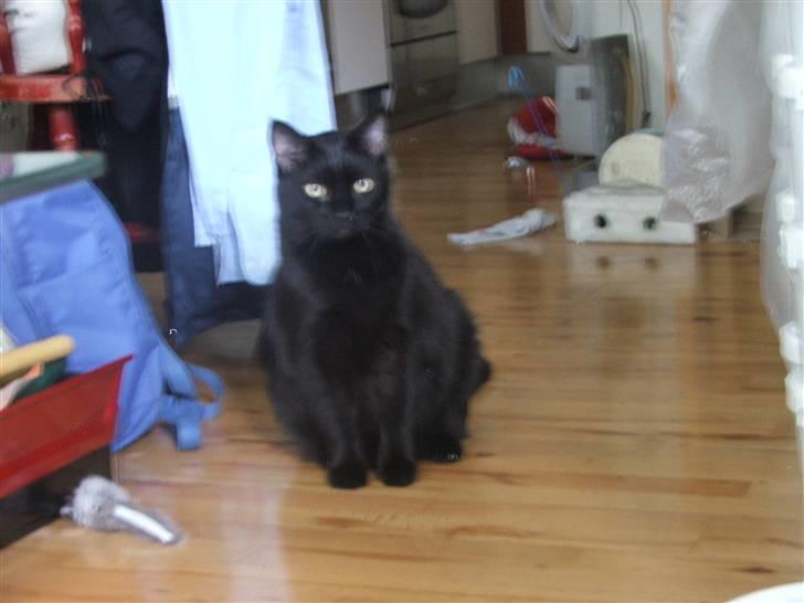 Huskat Felix - Felix i flytterod billede 7