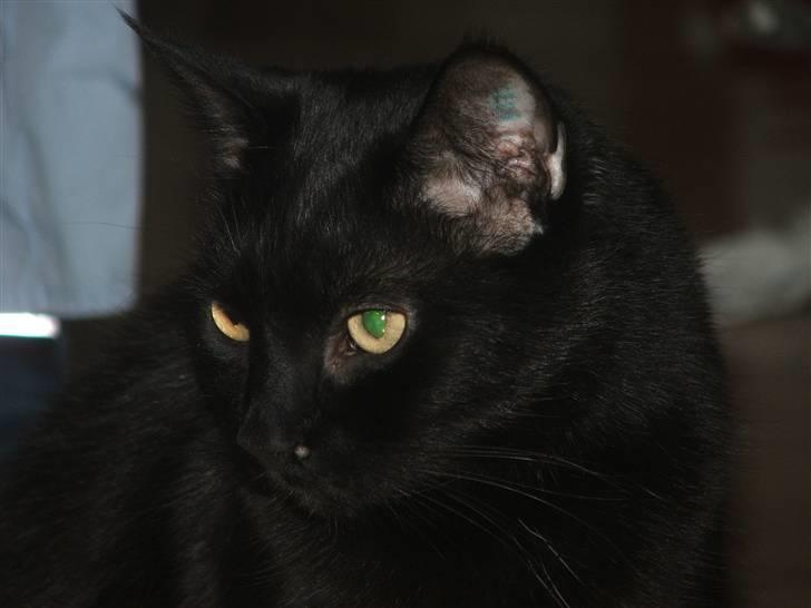 Huskat Felix - Smukke Felix billede 8