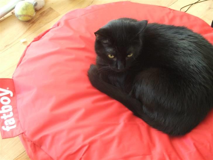 Huskat Felix - En af de få billeder af Felix i fatboyen, herhjemme er den ikke et hit billede 9