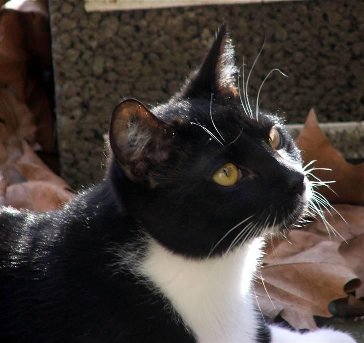 Huskat Solo - Smukke Solo i forårssolen billede 1