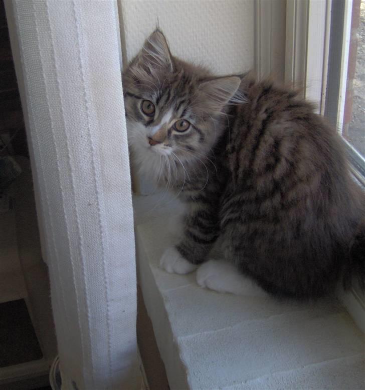 Blanding af racer MISSICA billede 1